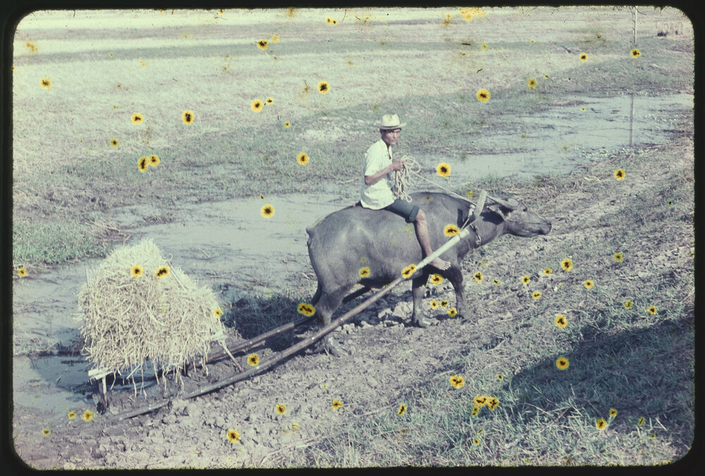 Bringing in Hay, Thailand