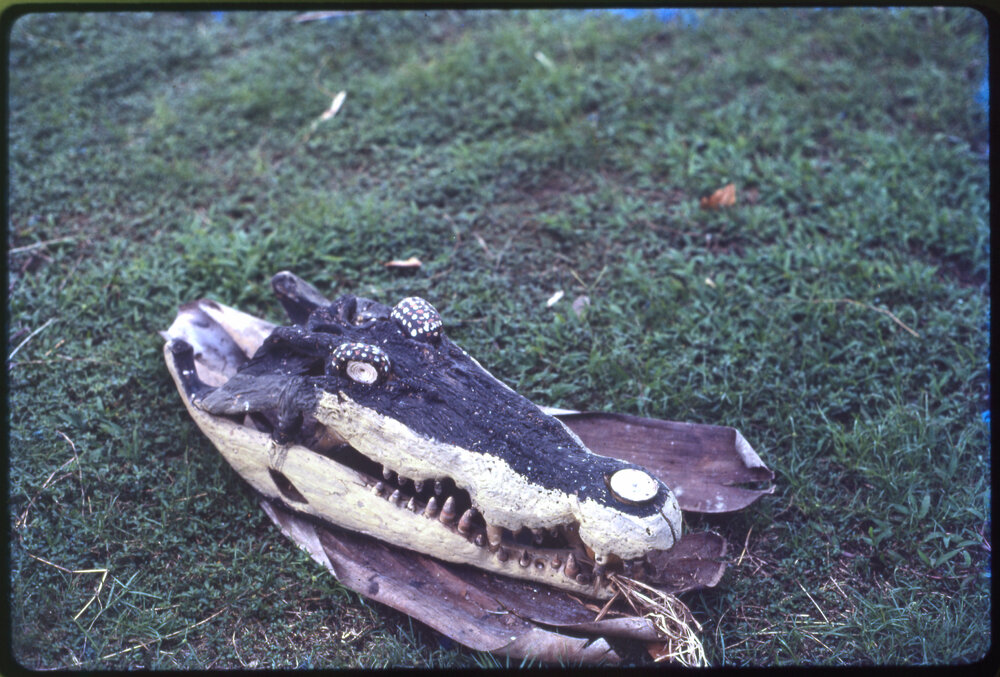 Alligator Head