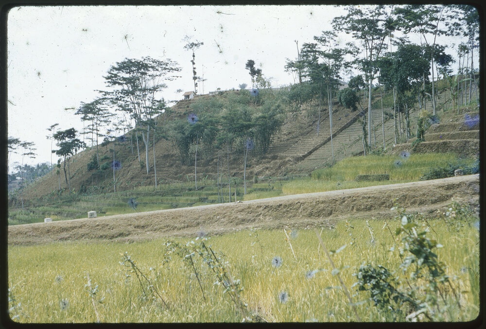 Terraced Hillside