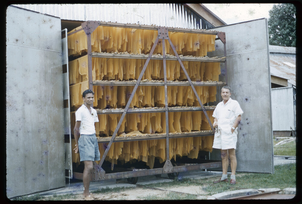 Two Men Standing by Drying Rubber Sheets