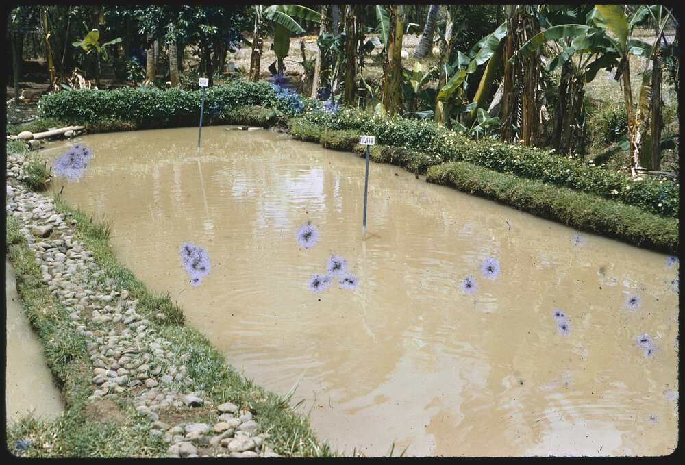 Rectangular Pond
