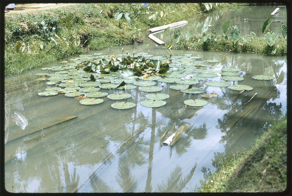 Pond
