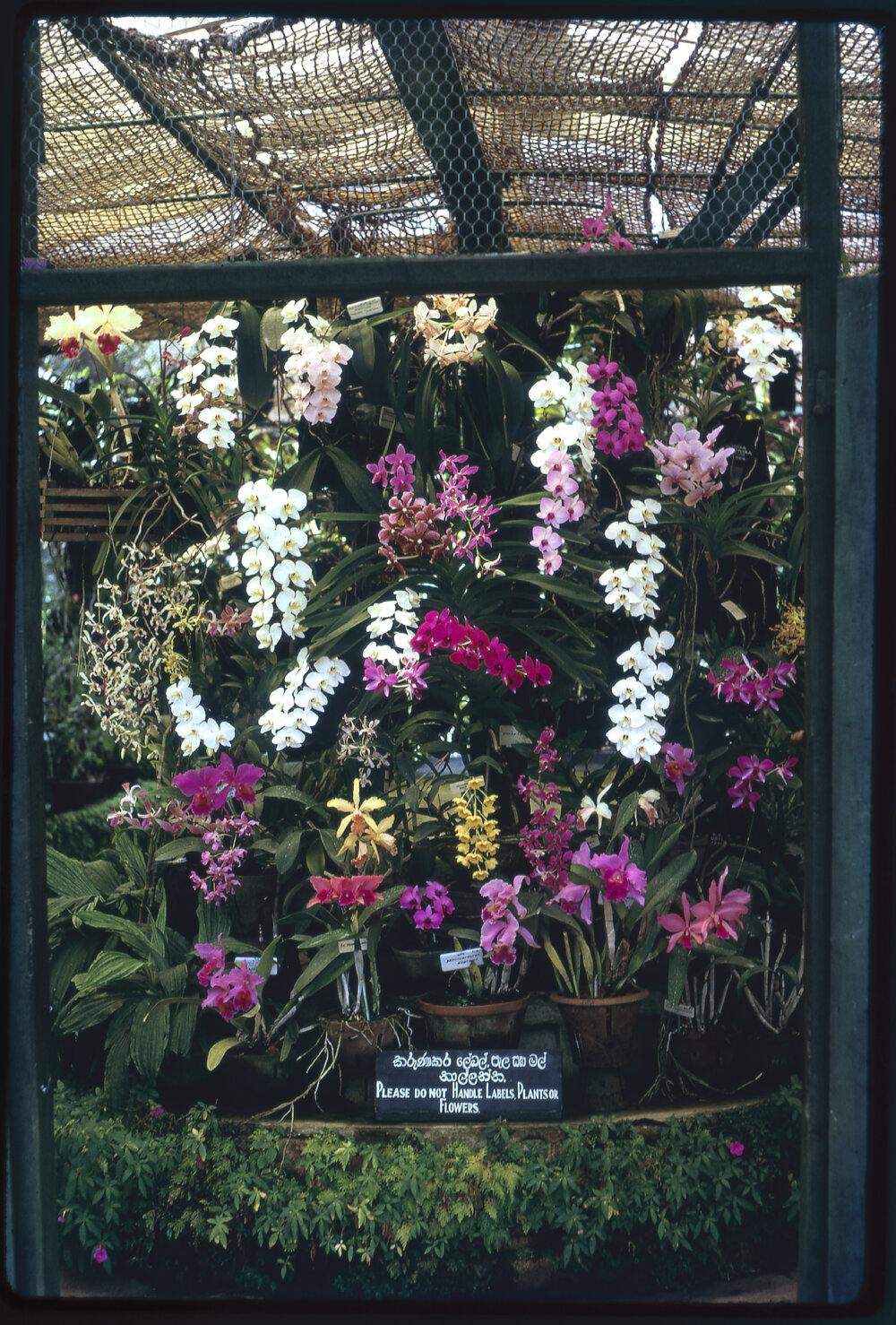Flower Display