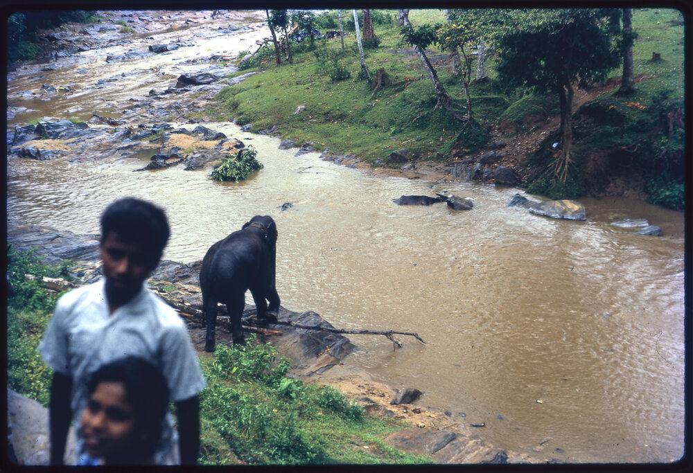 Elephant by River