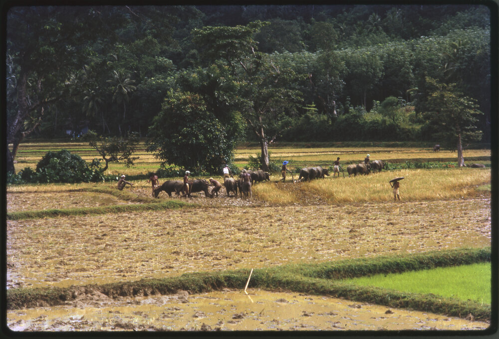 Group Ploughing Field with Water Buffalos