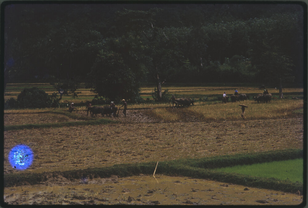 Farmers Ploughing a Field