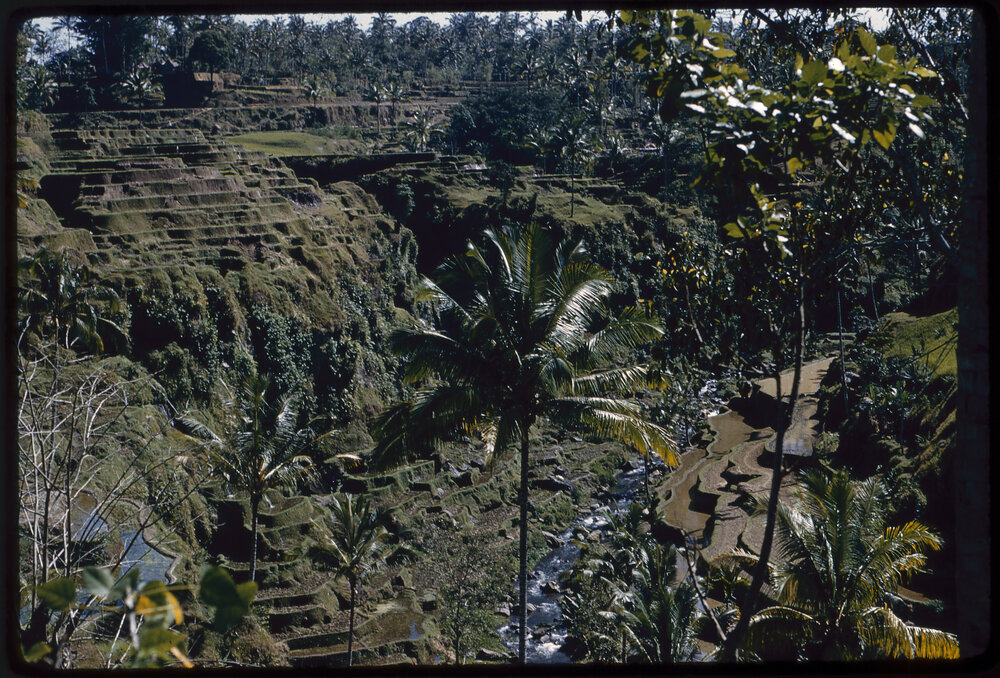 Rice Terraces