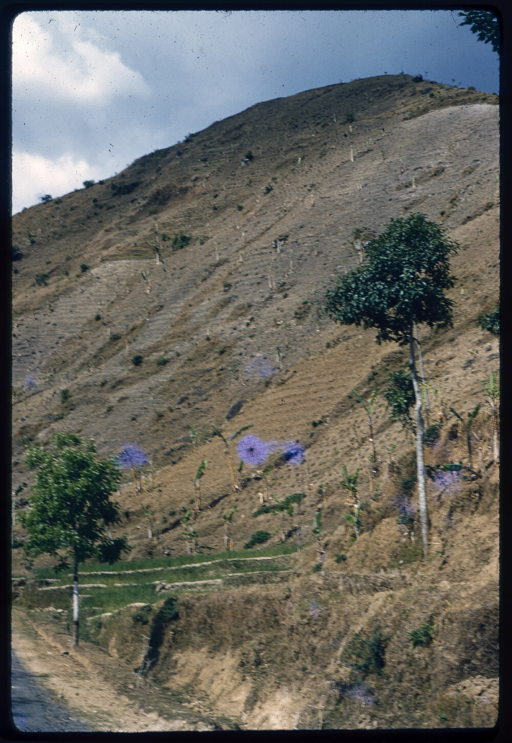 Terraced Hillside