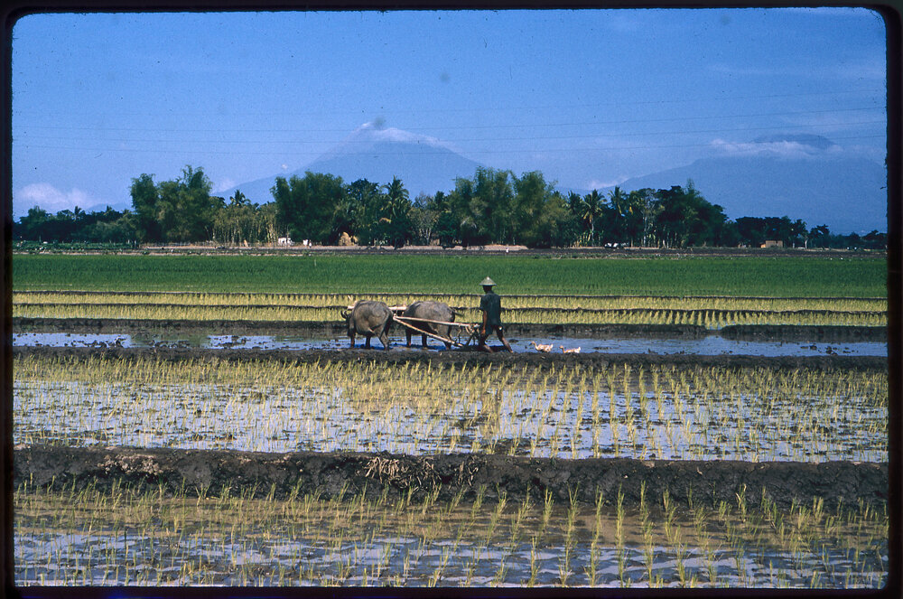Farmer Ploughing Field with Water Buffalo
