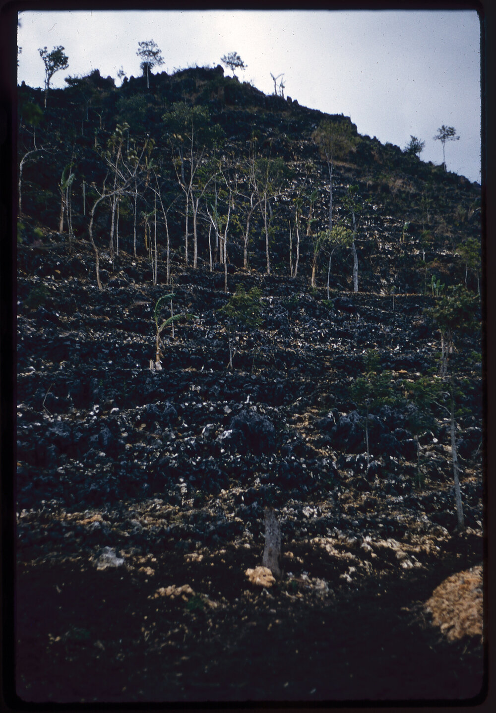 Terraced Hillside