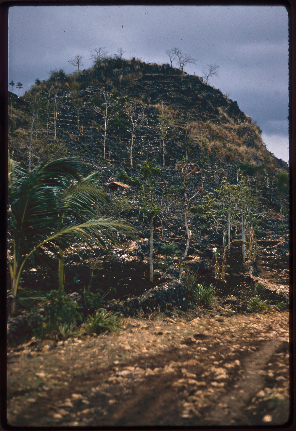 Terraced Hillside