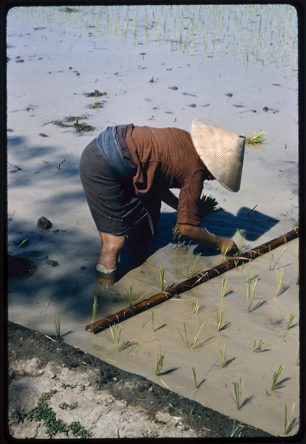 Planting Rice in a Paddy Field