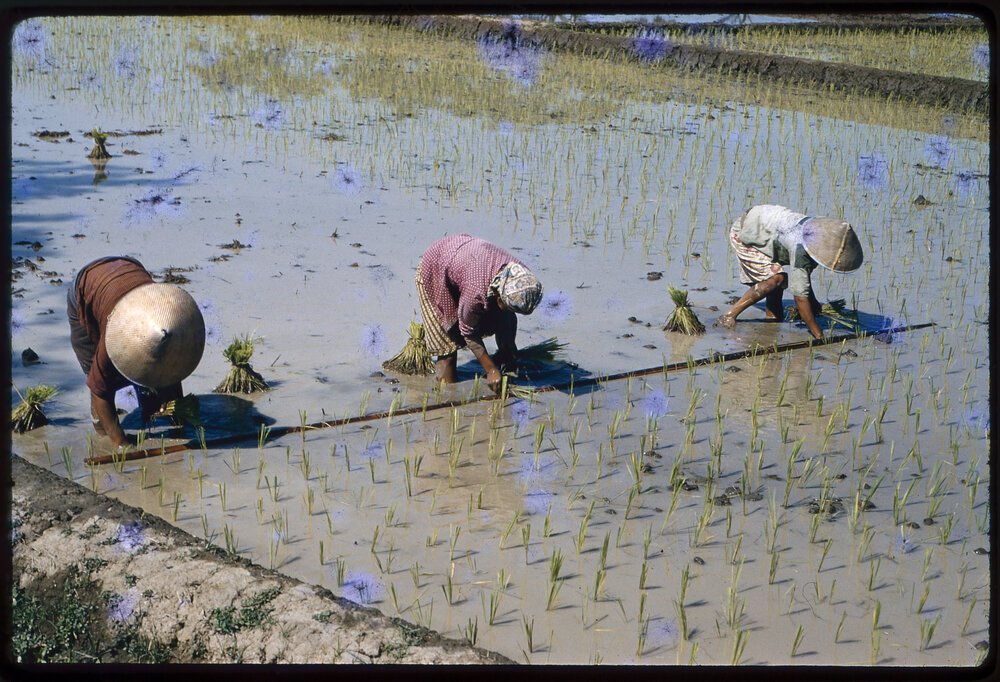 Planting Rice in a Paddy Field