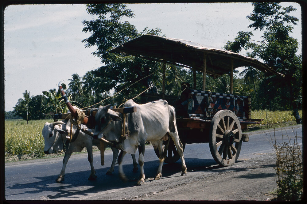 Cart Pulled by Oxen