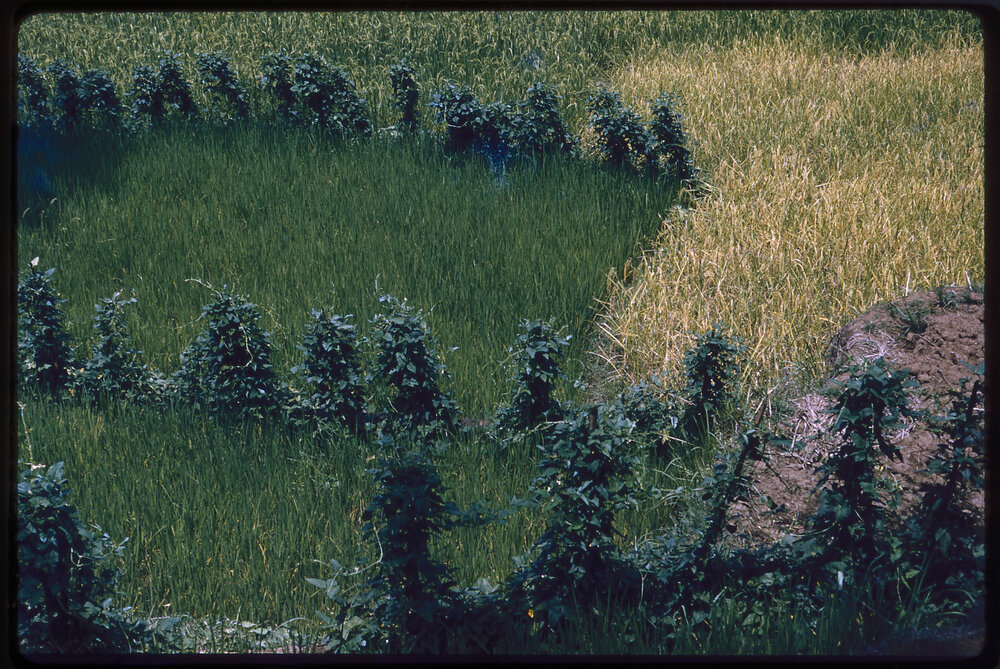 Grass Patch