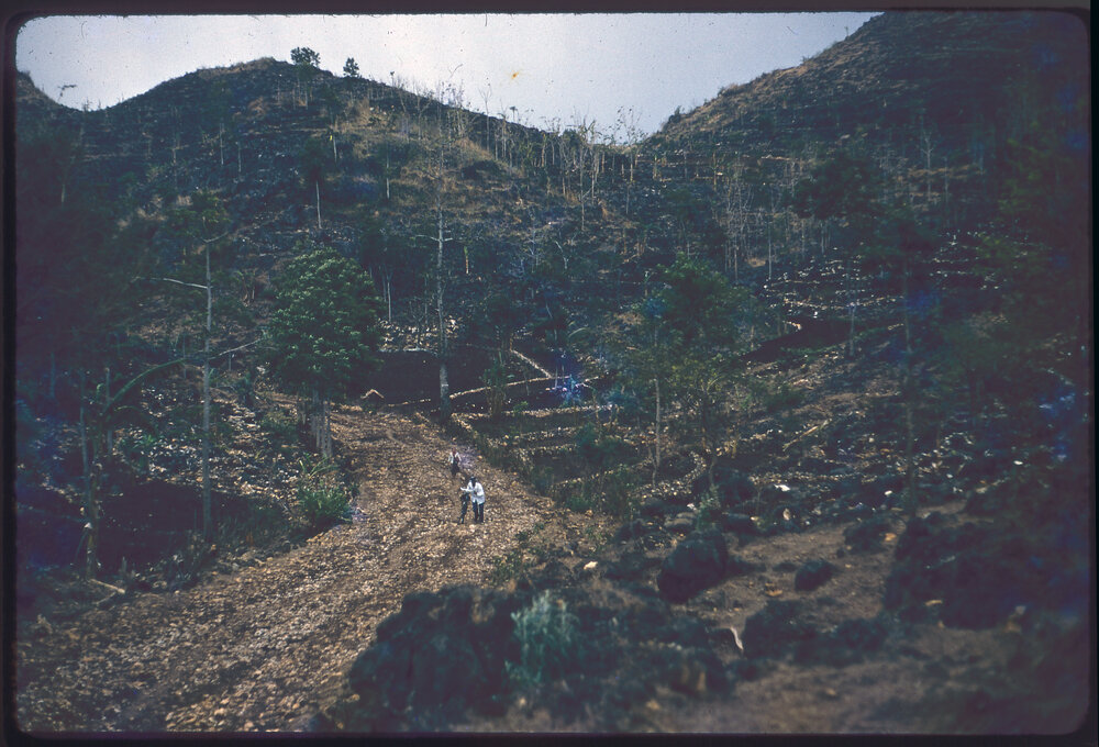 Terraced Hillside