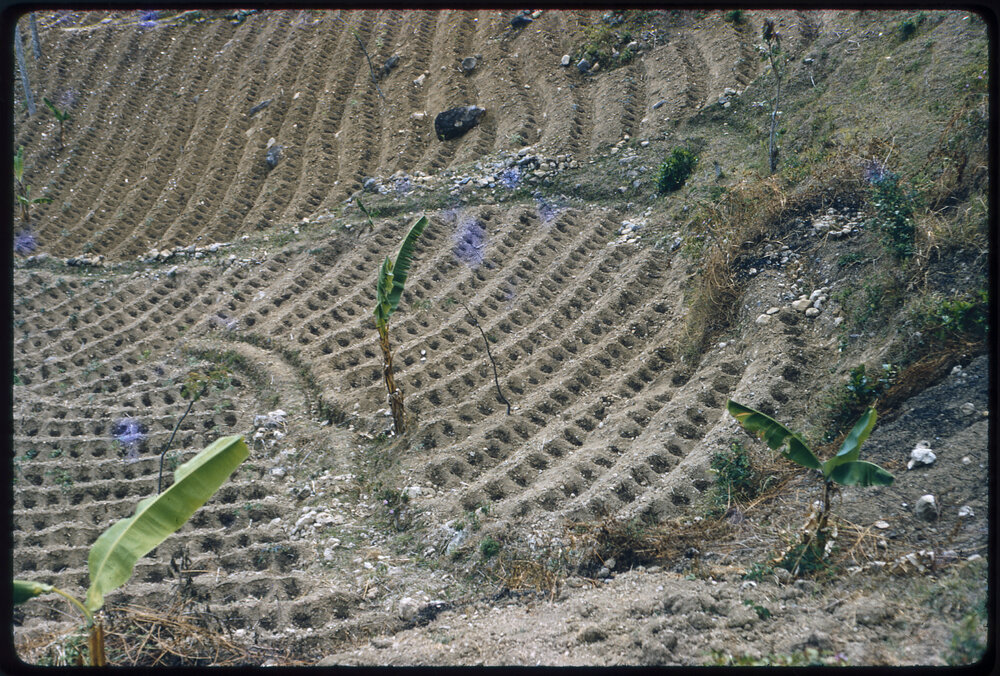 Terraced Hillside