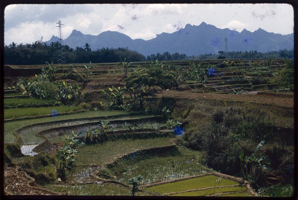 Rice Terraces