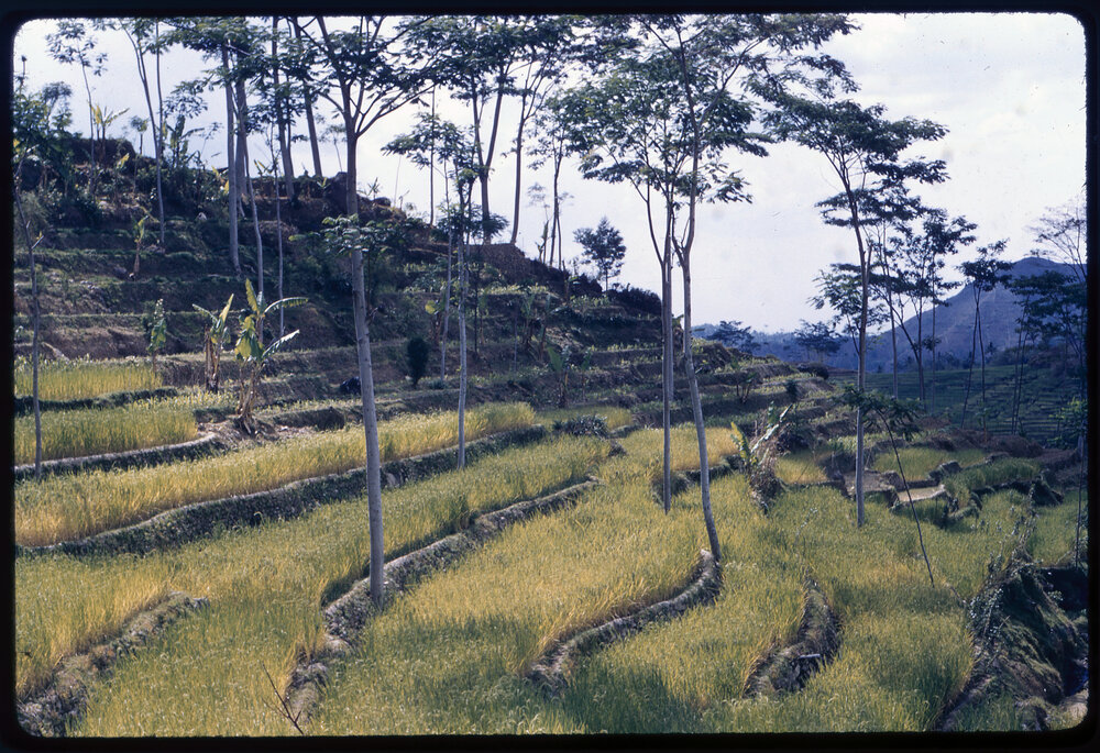 Terraced Hillside
