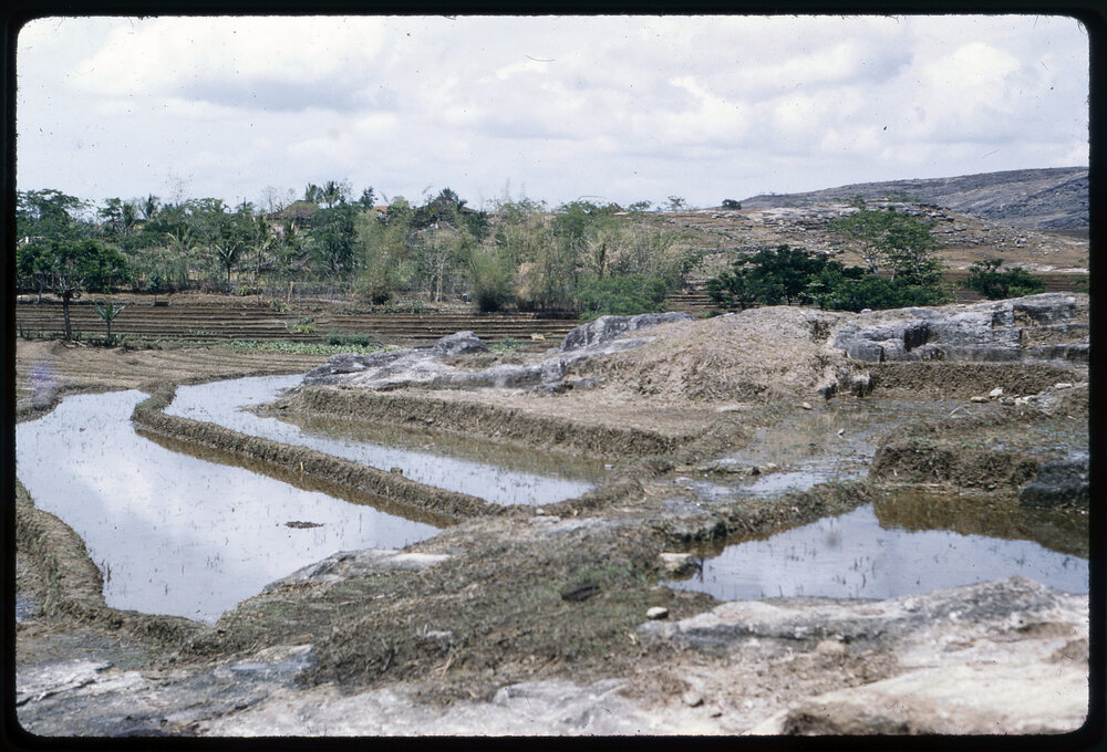 Rice Terraces