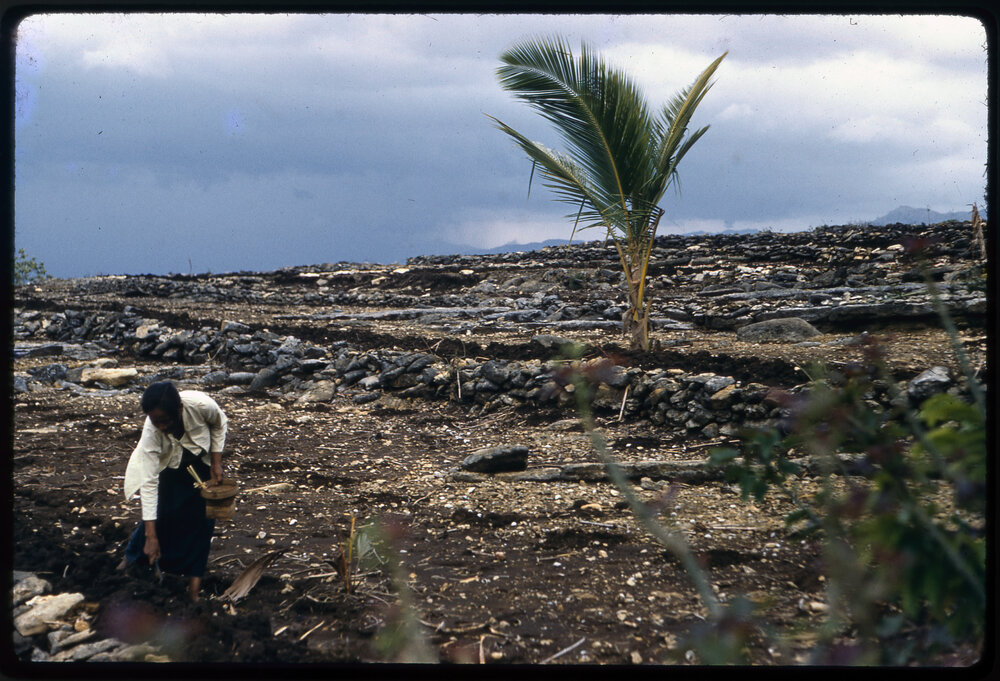 Woman Planting in a Field