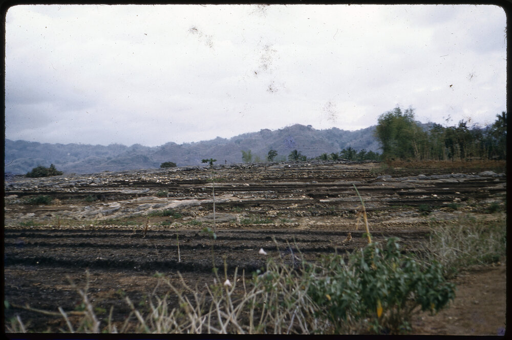 Terraced Landscape