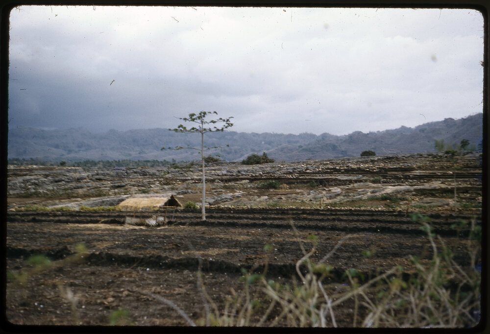 Terraced Landscape