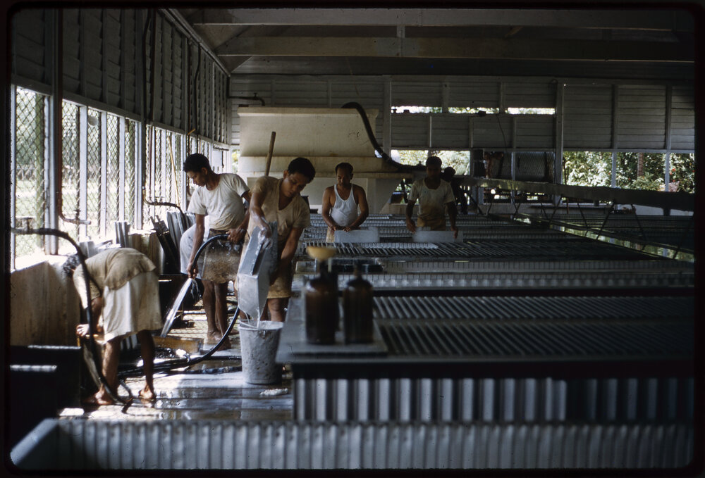 Men Processing Rubber, Malaysia