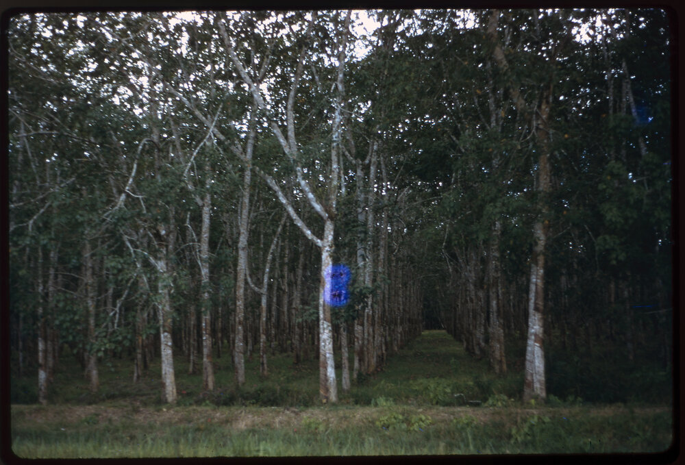 Lines of Trees