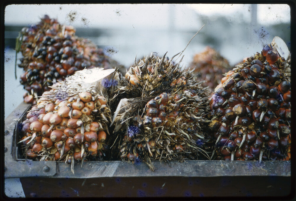 Pandanus Nuts