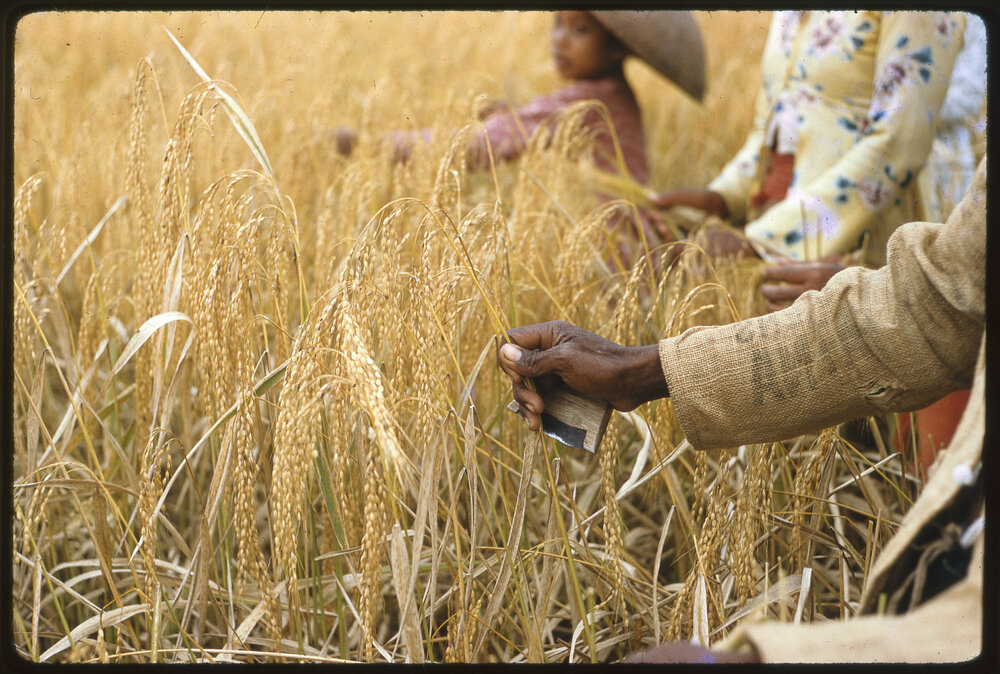 Group Inspecting Wheat