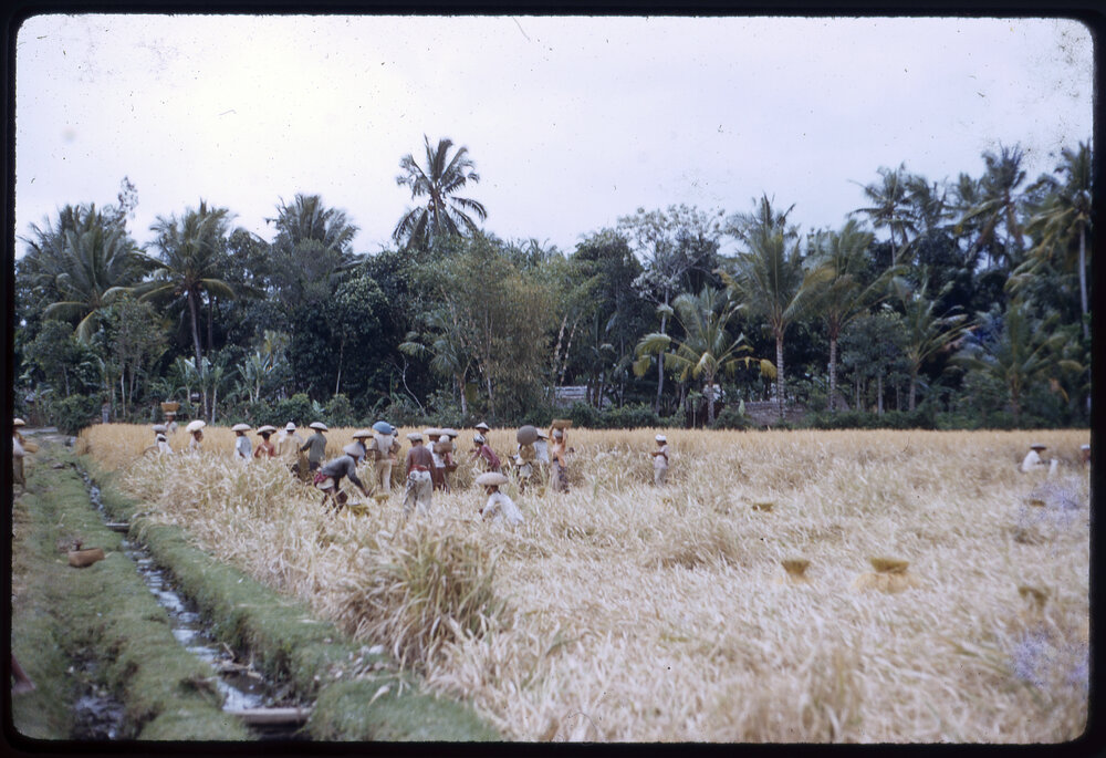 Group in Wheat Field