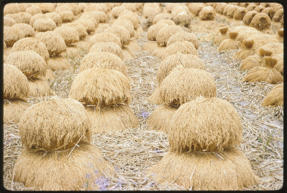 Wheat Bales