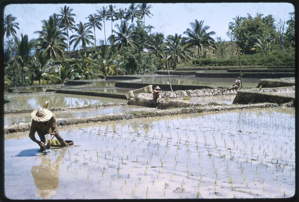 Planting Rice in a Terraced Field