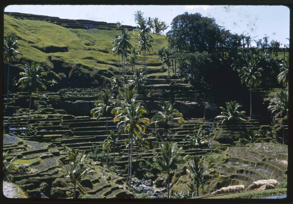 Rice Terraces