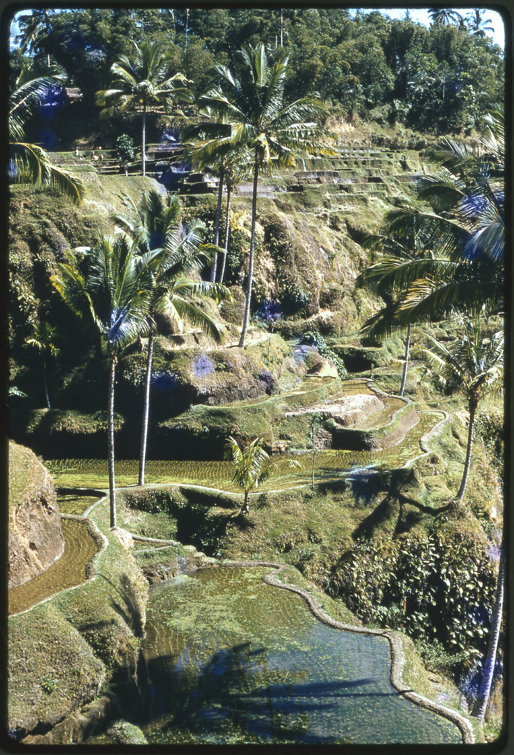 Rice Terraces