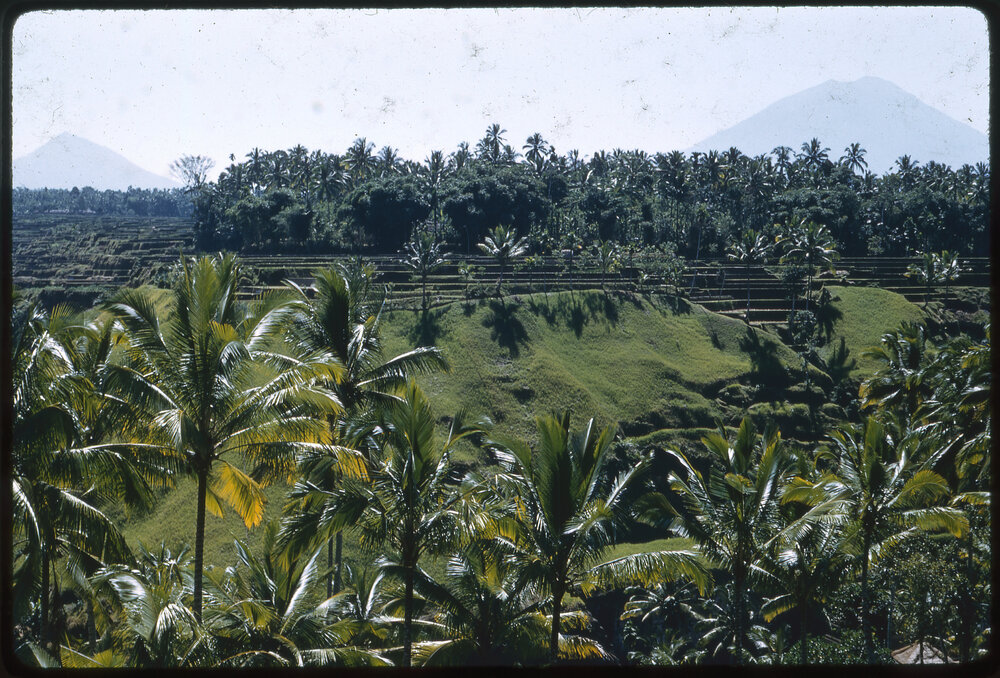 Rice Terraces