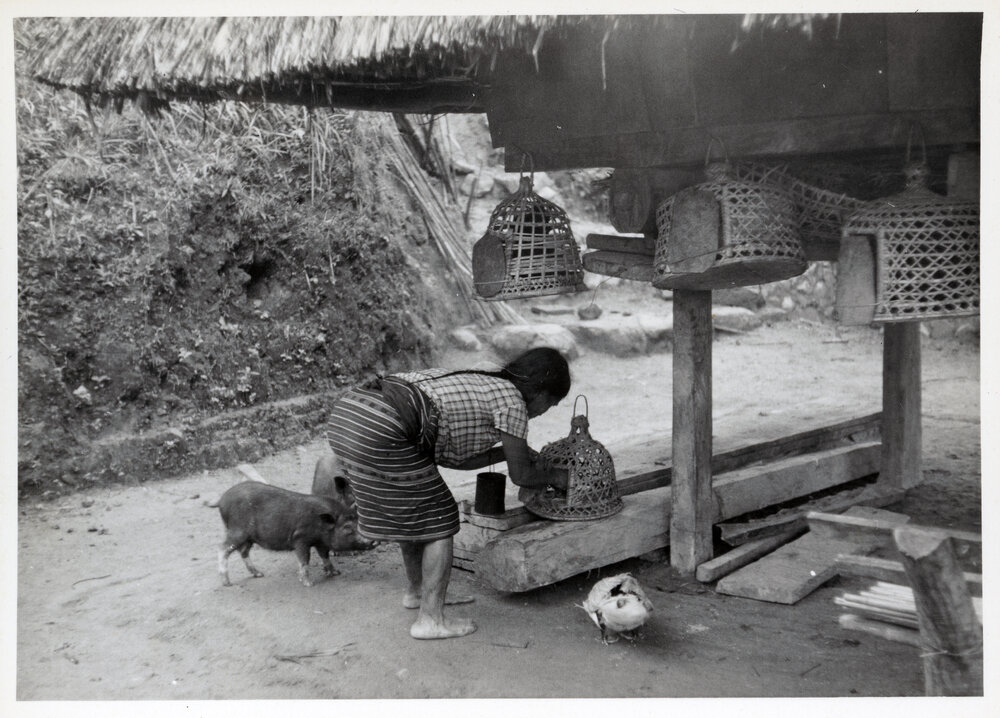 Woman with Livestock