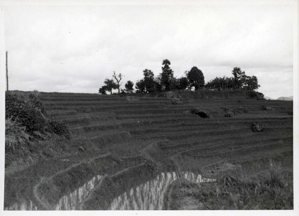 Rice Terraces, Ifugao