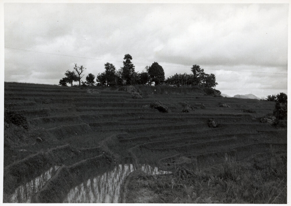 Rice Terraces, Ifugao