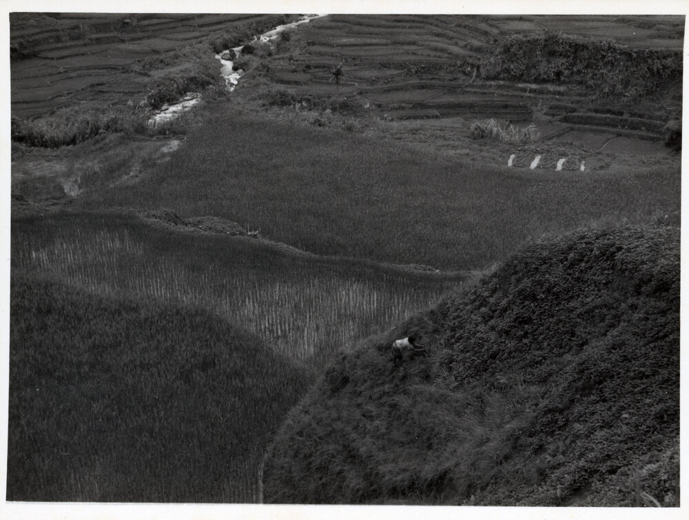Rural Landscape, Ifugao
