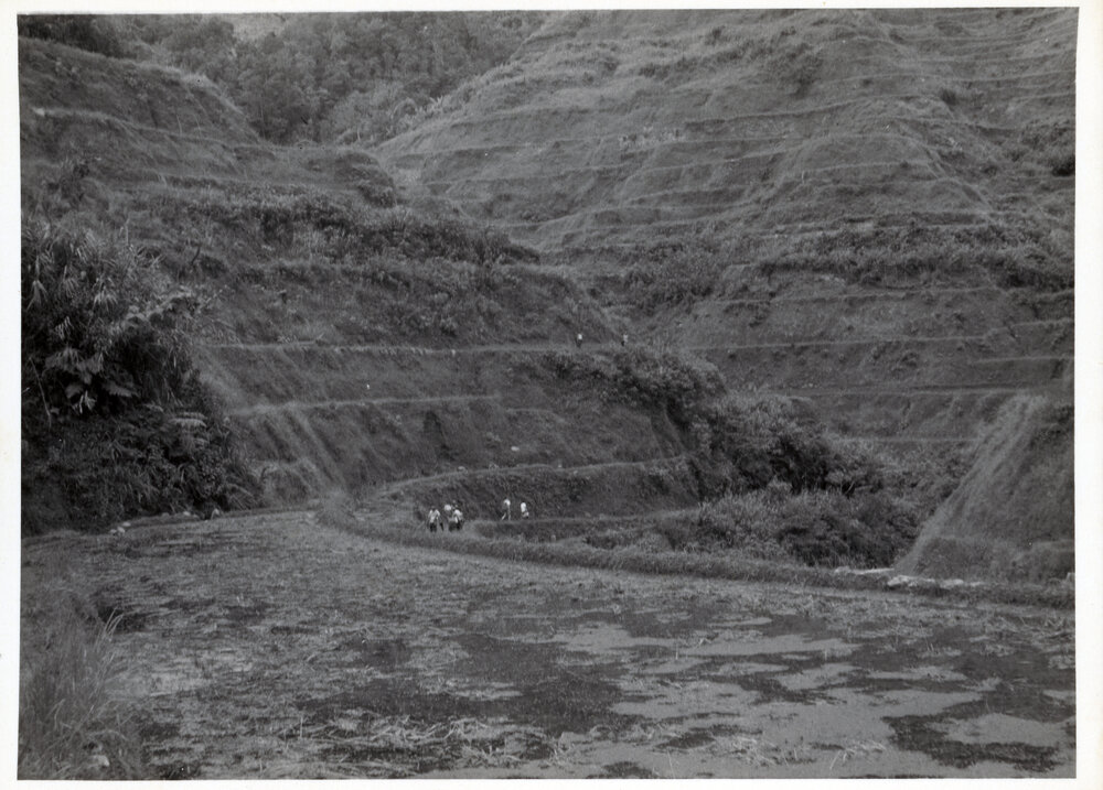 Rice Terraces, Ifugao