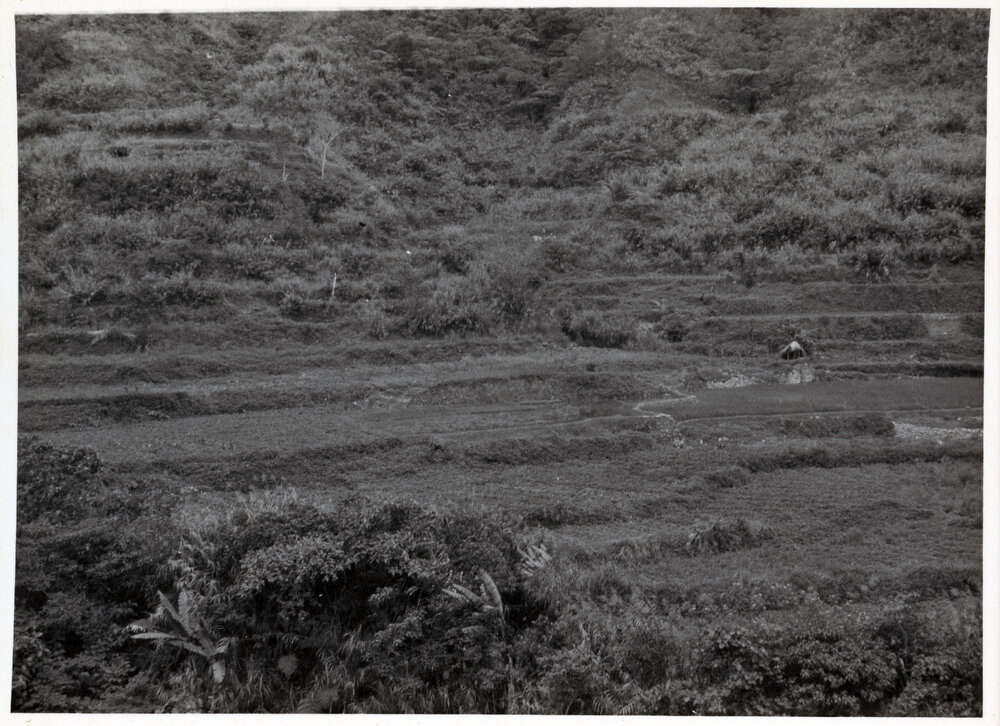 Rice Terraces, Ifugao