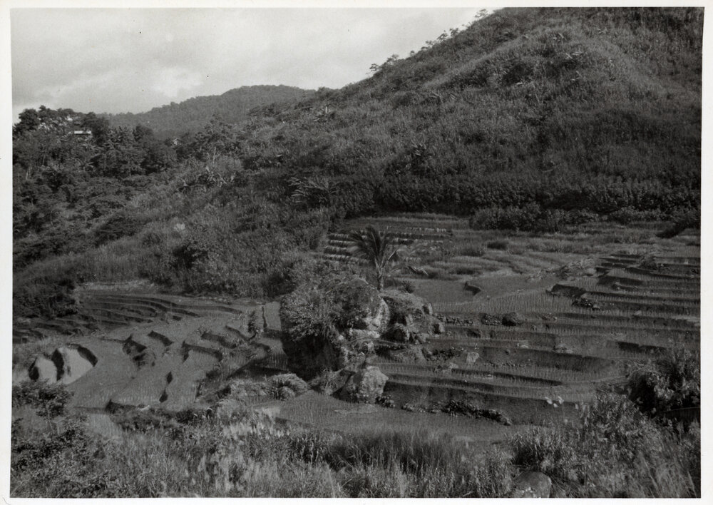 Rice Terraces, Ifugao