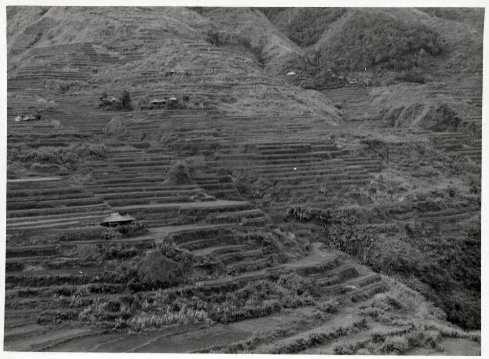 Rice Terraces, Ifugao