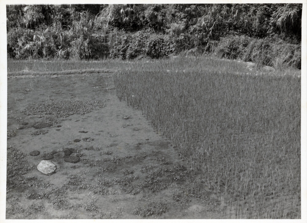 Rural Landscape, Ifugao