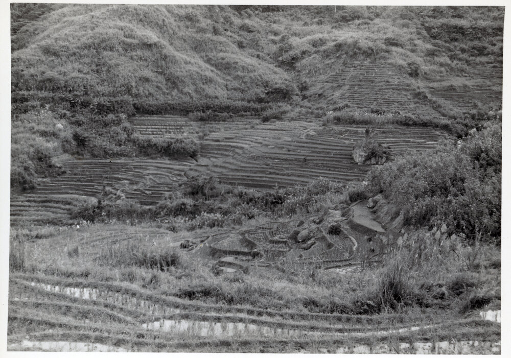 Rice Terraces, Ifugao