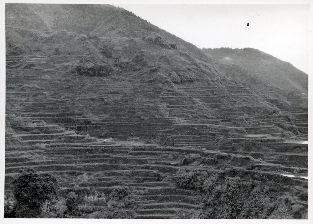Rice Terraces, Ifugao
