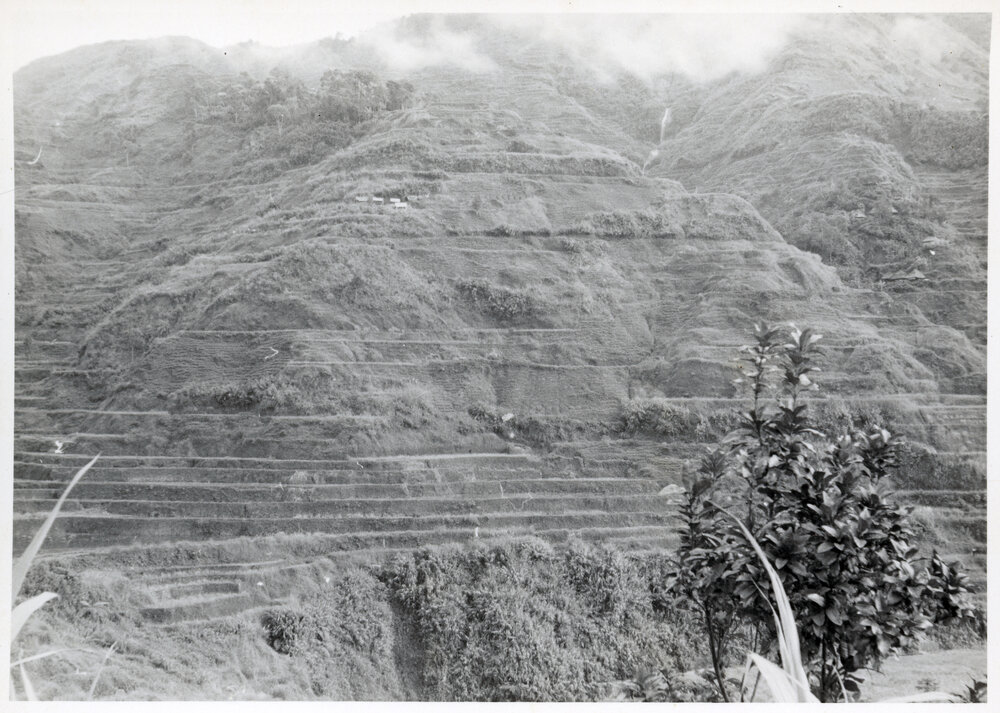 Rice Terraces, Ifugao