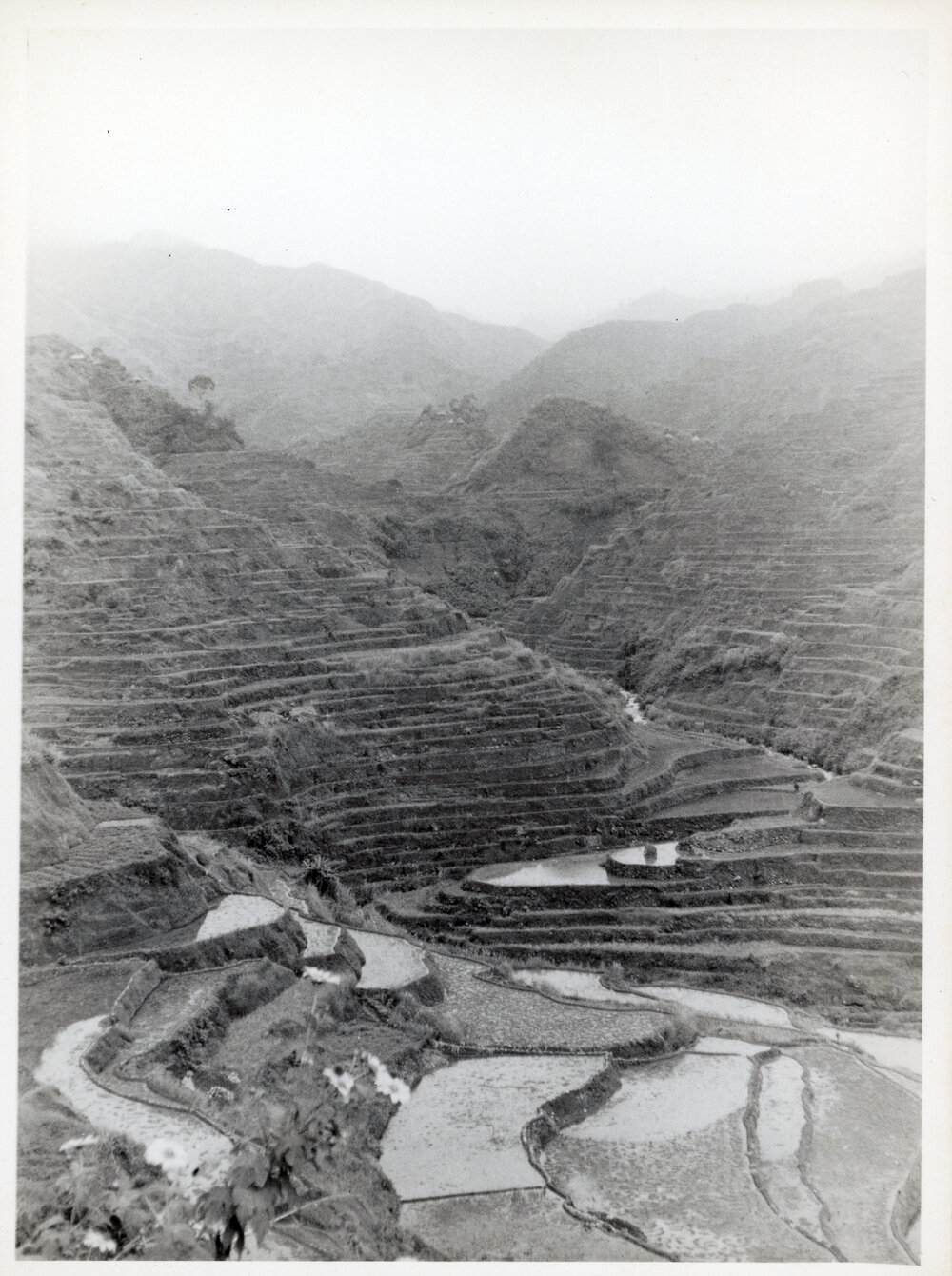 Rice Terraces, Ifugao